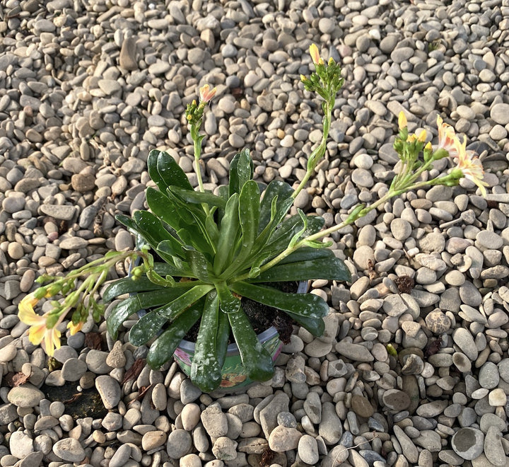 Lewisia cotyledon Elise - flori galbene