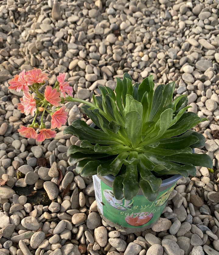 Lewisia cotyledon Elise - flori portocalii