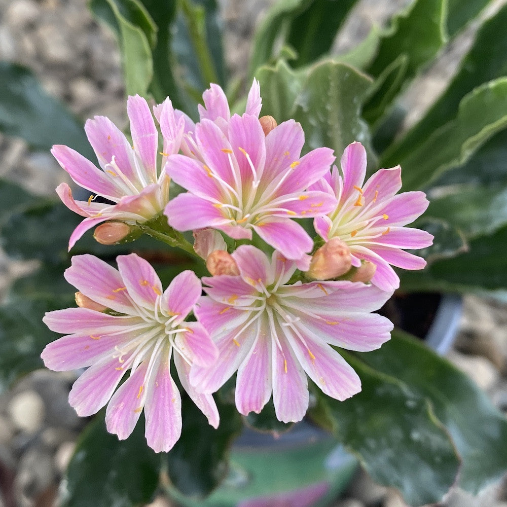 Lewisia cotyledon Elise - flori roz deschis