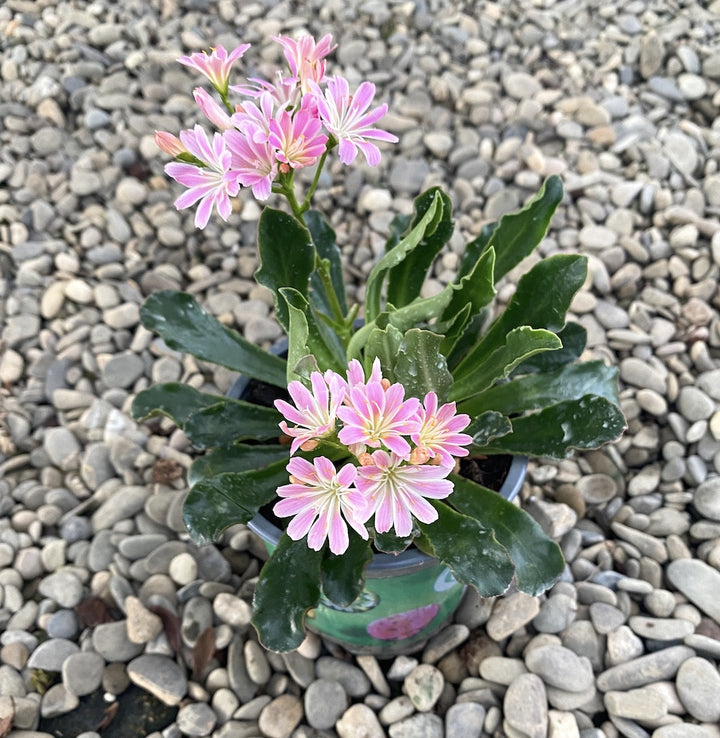 Lewisia cotyledon Elise - flori roz deschis