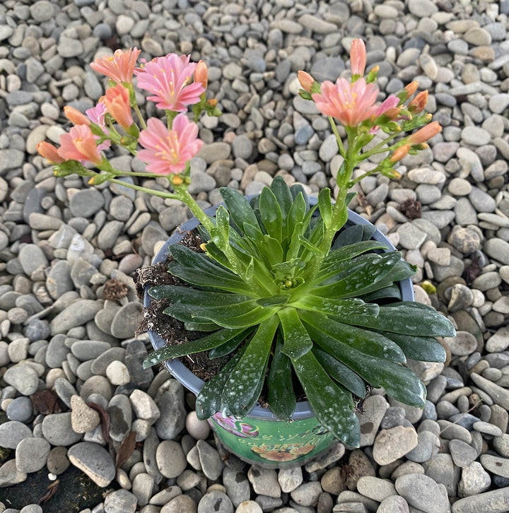 Lewisia cotyledon Elise - flori roz deschis