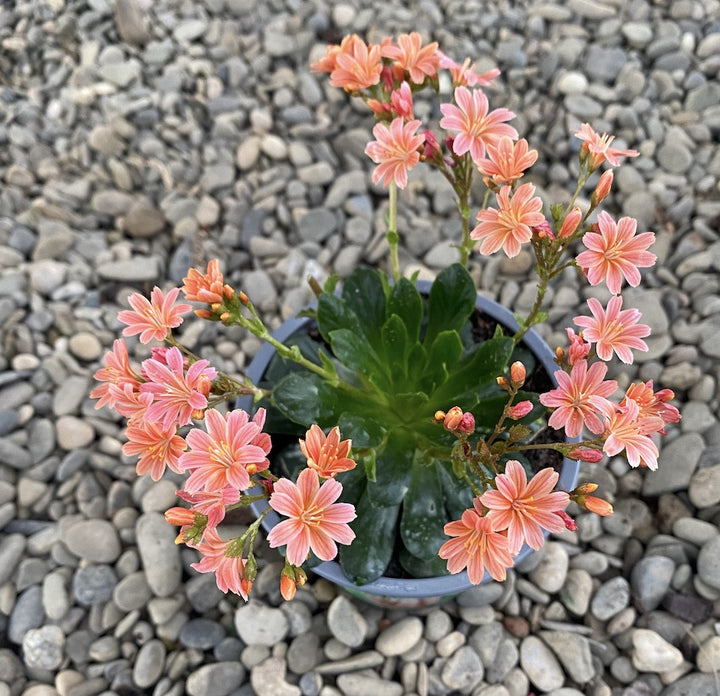 Lewisia cotyledon Elise - flori corai