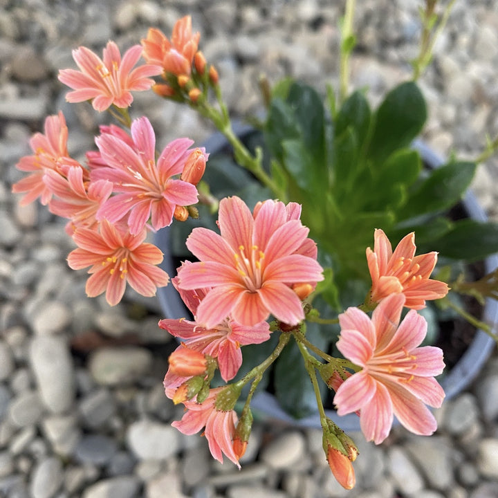 Lewisia cotyledon Elise - flori corai