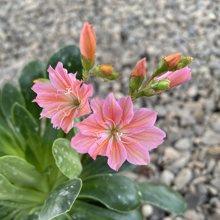 Lewisia cotyledon Elise - flori corai