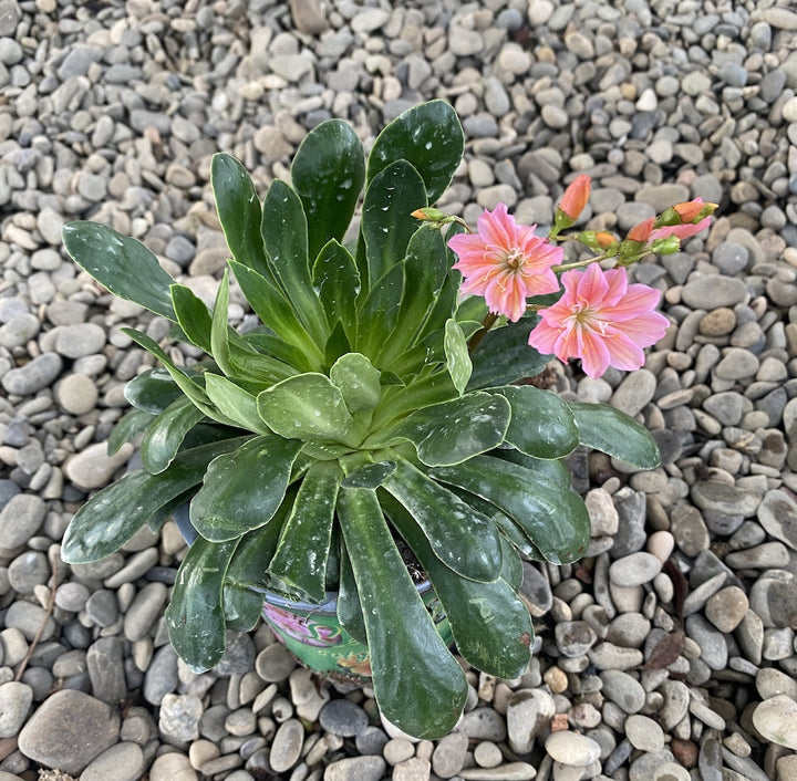 Lewisia cotyledon Elise - flori corai