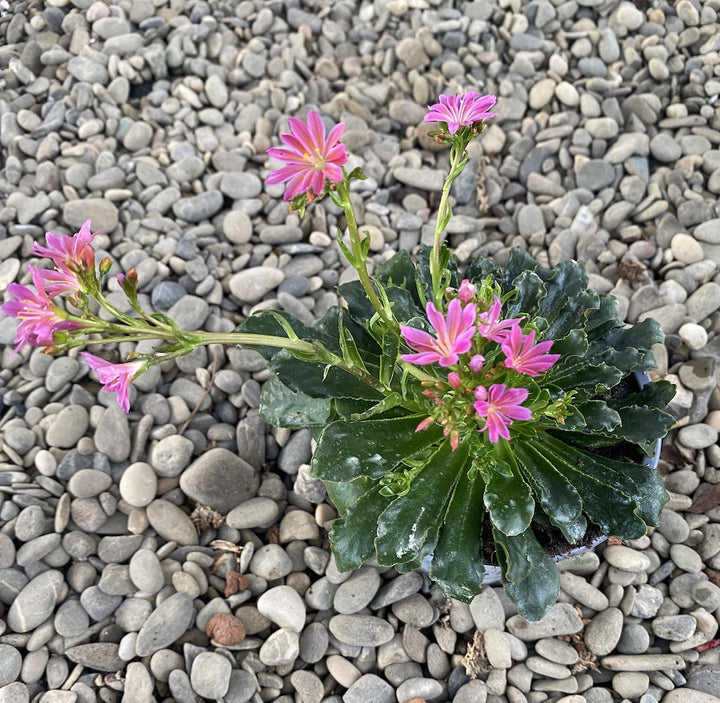 Lewisia cotyledon Elise - flori portocalii