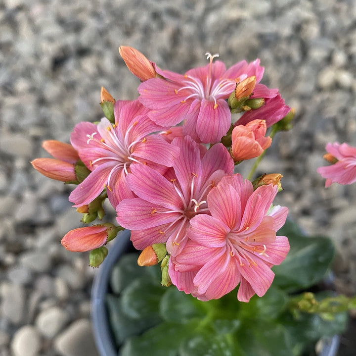 Lewisia cotyledon Elise - flori corai