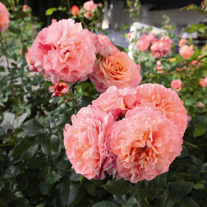 Rosa ‘Augusta Luise’