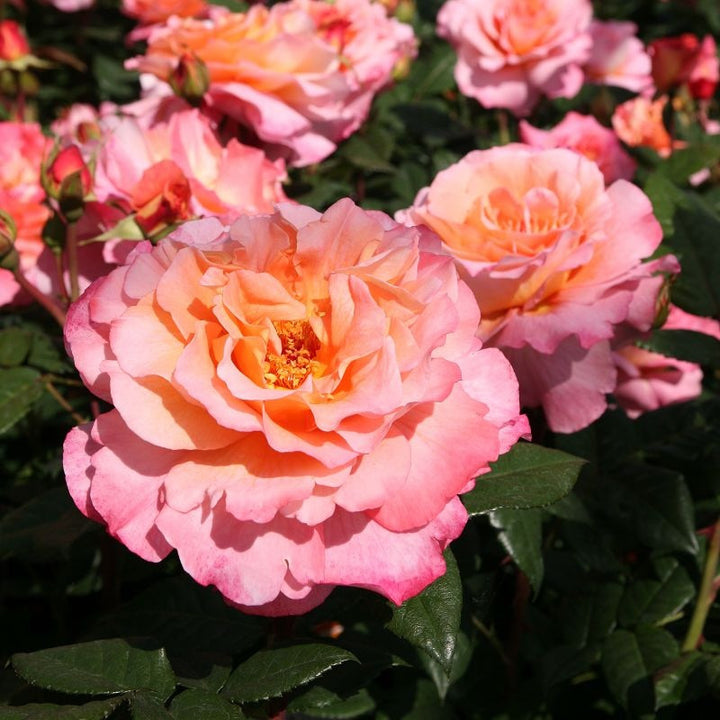 Rosa ‘Augusta Luise’