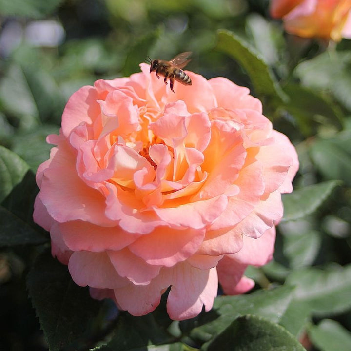 Rosa ‘Augusta Luise’