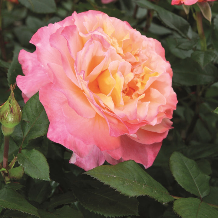 Rosa ‘Augusta Luise’