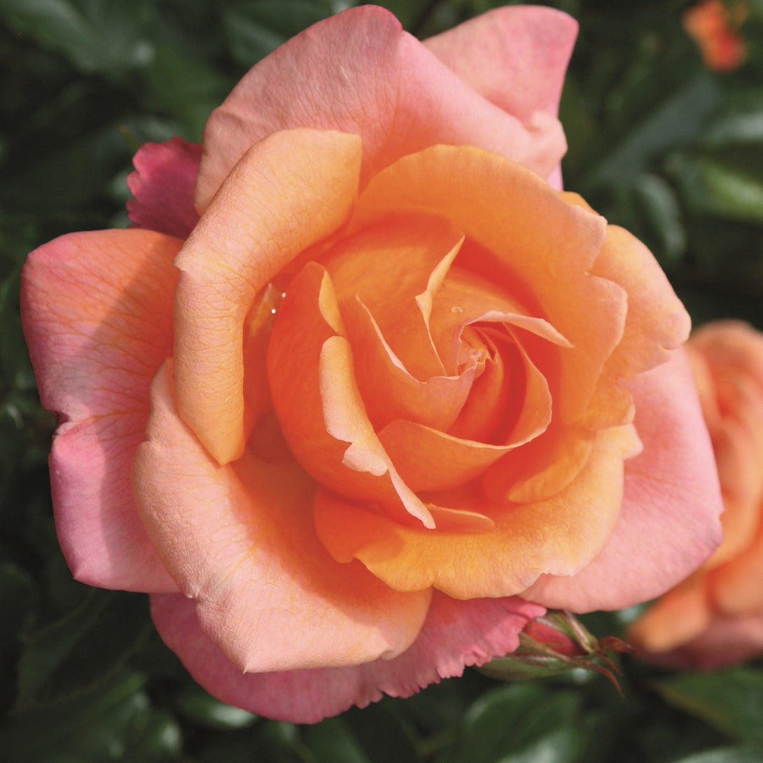 Rosa 'Cherry Brandy'® - parfum puternic, flori persistente