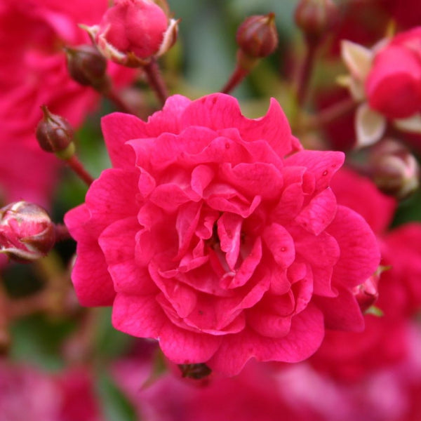 Rosa 'Fairy queen'® - floribunda, trandafir de acoperire