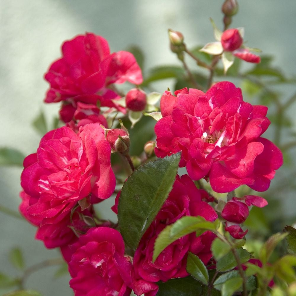 Rosa 'Fairy queen'® - floribunda, trandafir de acoperire