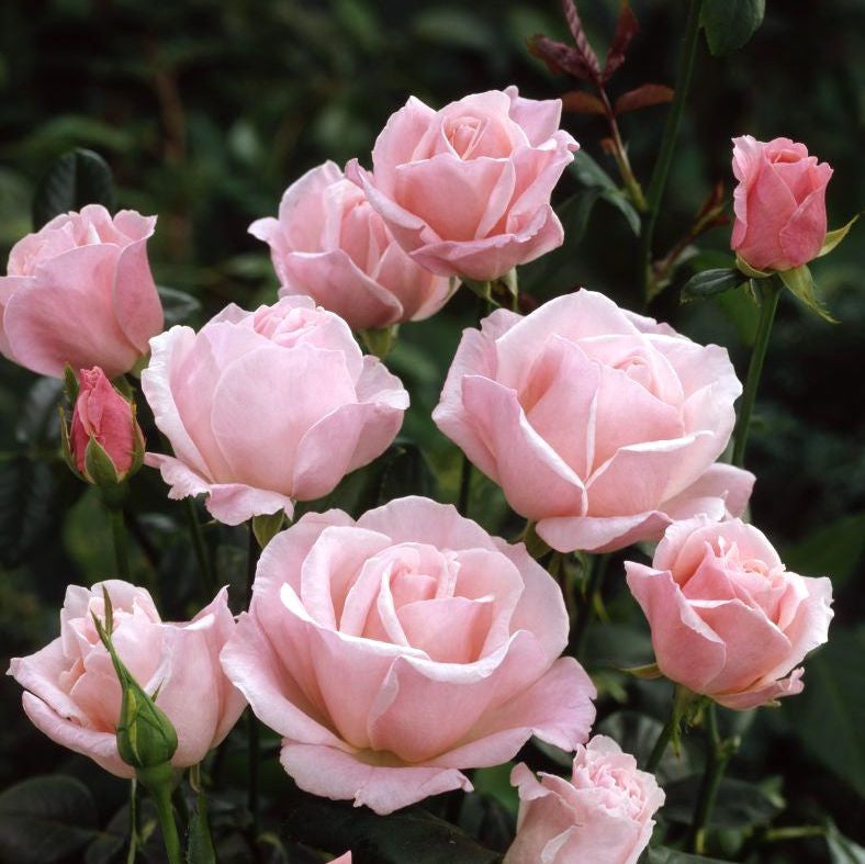 Rosa 'Queen Elizabeth'® - grandiflora, flori mari parfumate