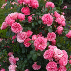 Rosa ‘Leonardo da Vinci’® - nostalgie si romantism