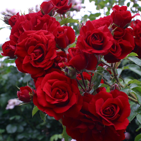 Rosa ‘Santana’® - floribunda, catarator, parfumat