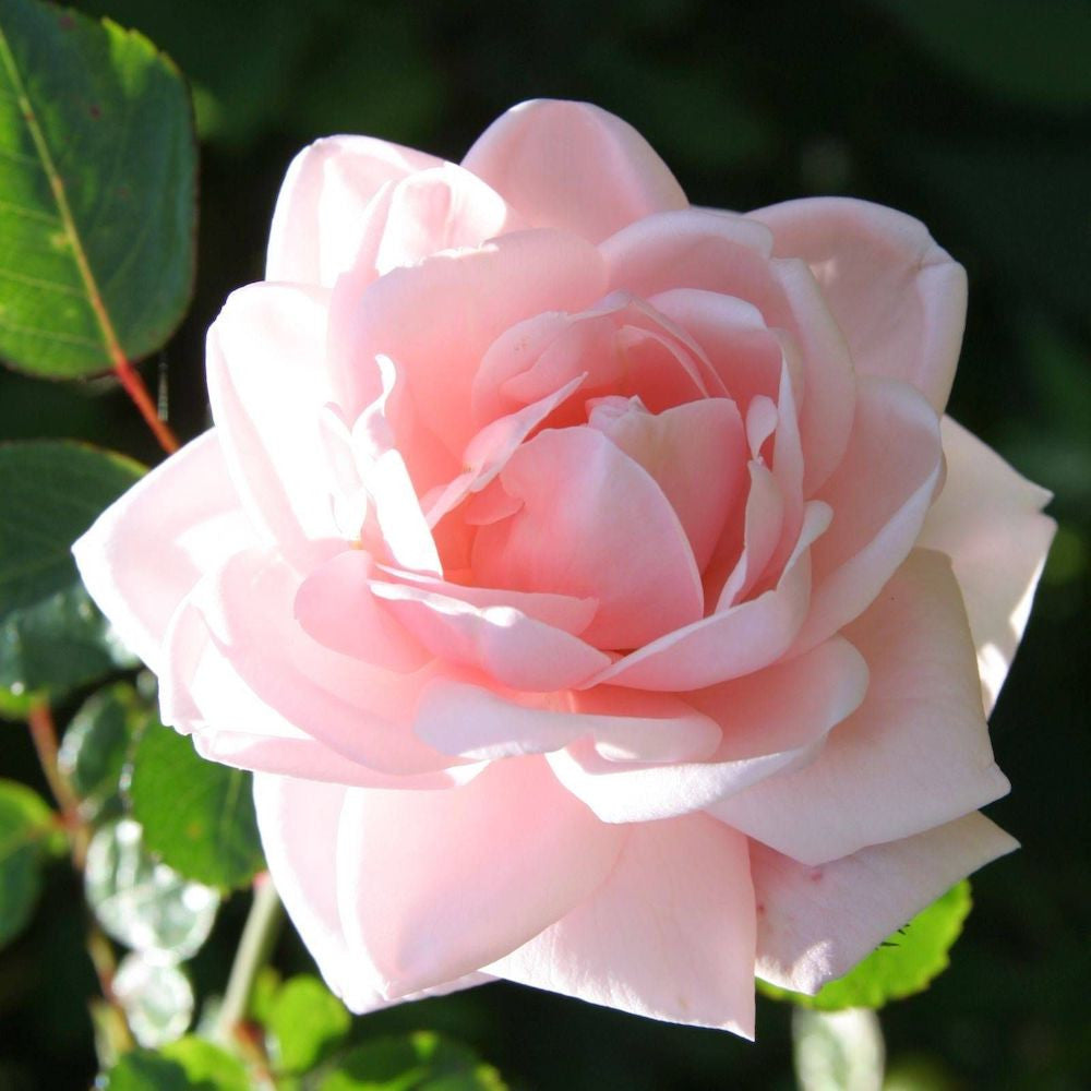 Rosa ‘New dawn’® - floribunda, catarator, parfumat