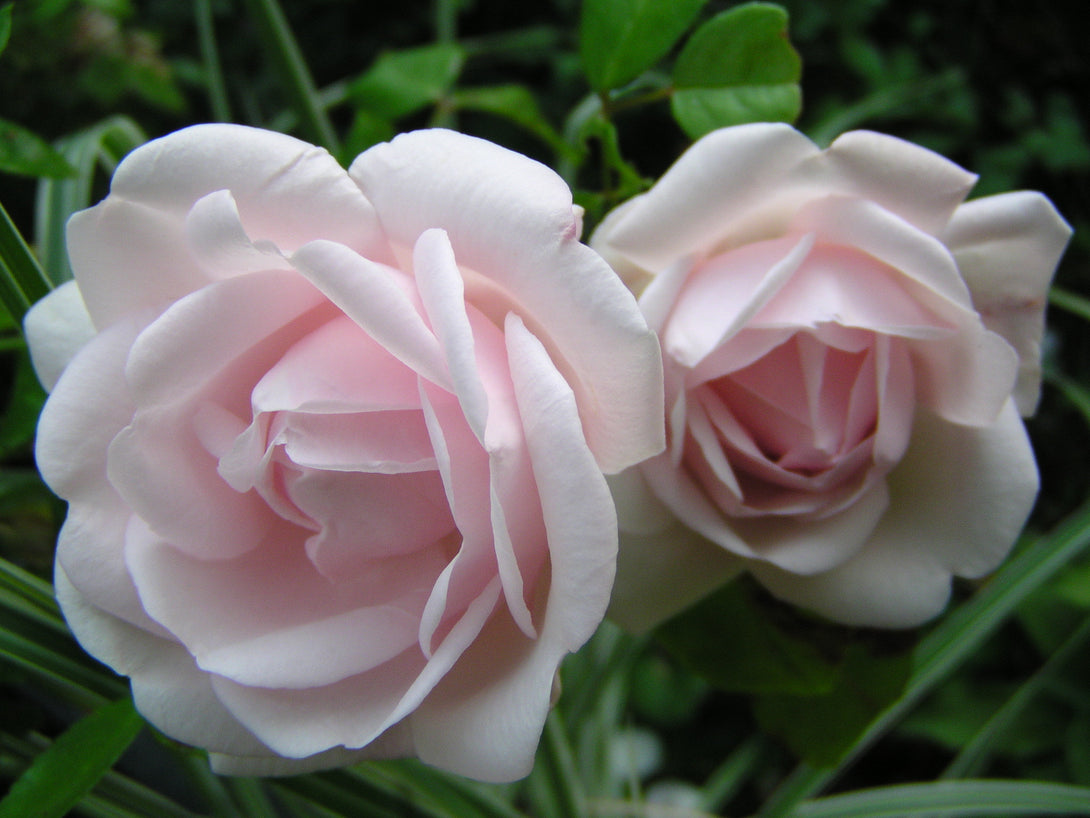 Rosa ‘New dawn’® - floribunda, catarator, parfumat