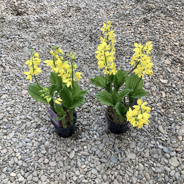 Calanthe 'Yellow' (garden orchid)