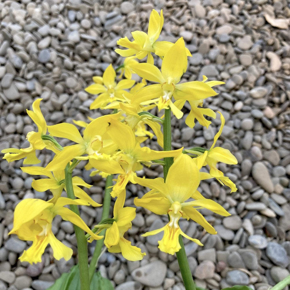 Calanthe 'Yellow' (garden orchid)