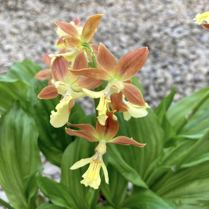 Calanthe 'Brown' (garden orchid)