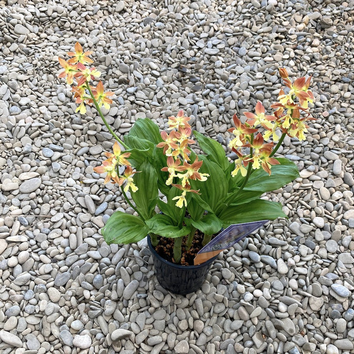 Calanthe 'Brown' (garden orchid)