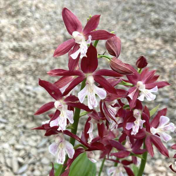 Calanthe 'Red Star' (garden orchid)