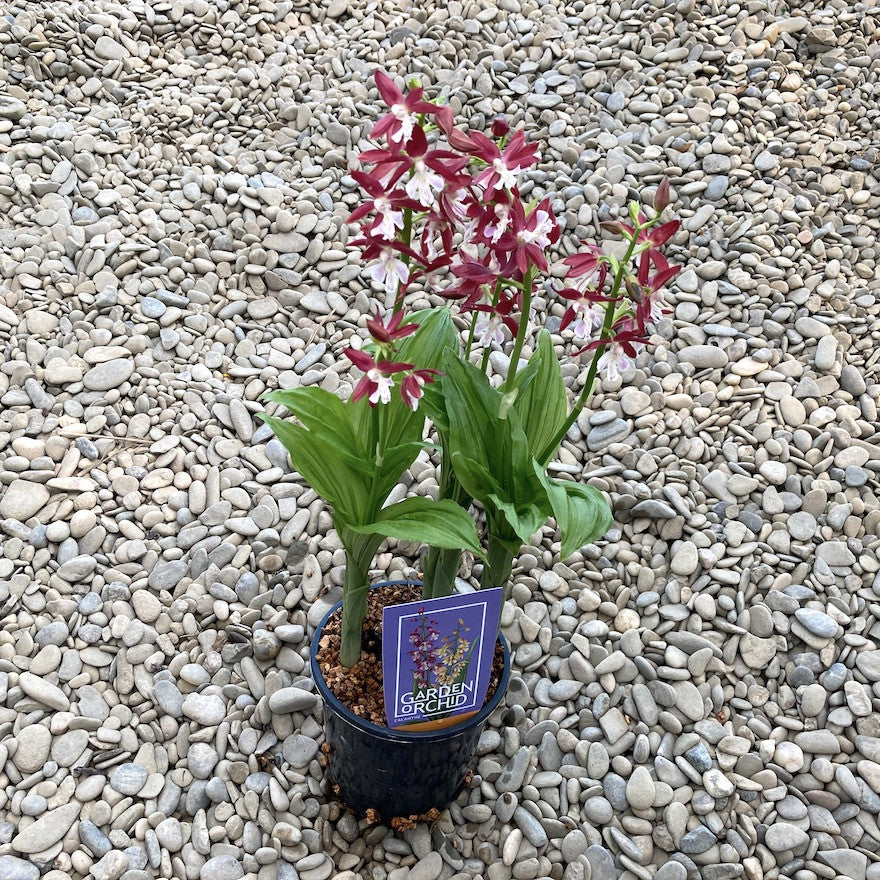 Calanthe 'Red Star' (garden orchid)