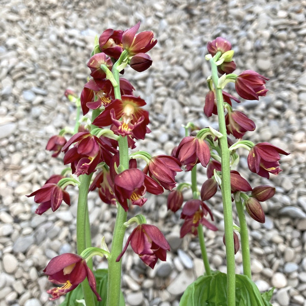 Calanthe 'Red' (garden orchid)