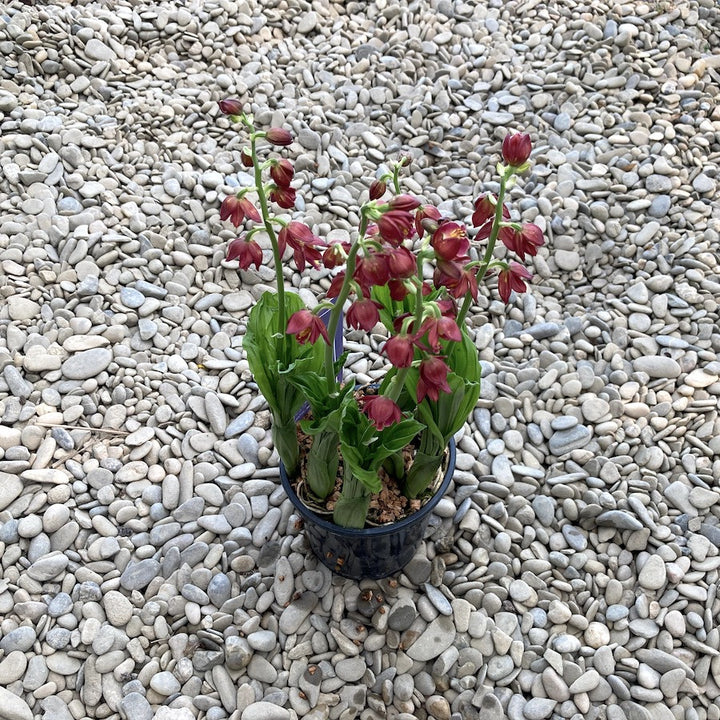 Calanthe 'Red' (garden orchid)