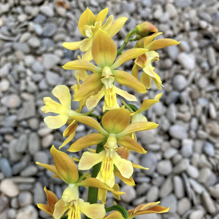 Calanthe 'Orange Star' (garden orchid)