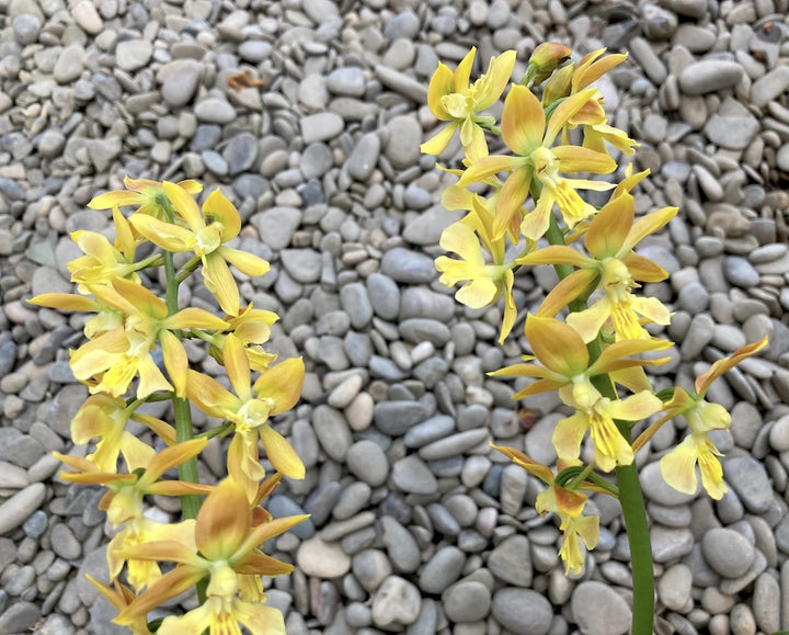 Calanthe 'Orange Star' (garden orchid)