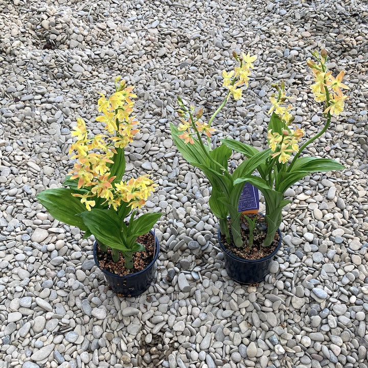 Calanthe 'Orange Star' (garden orchid)