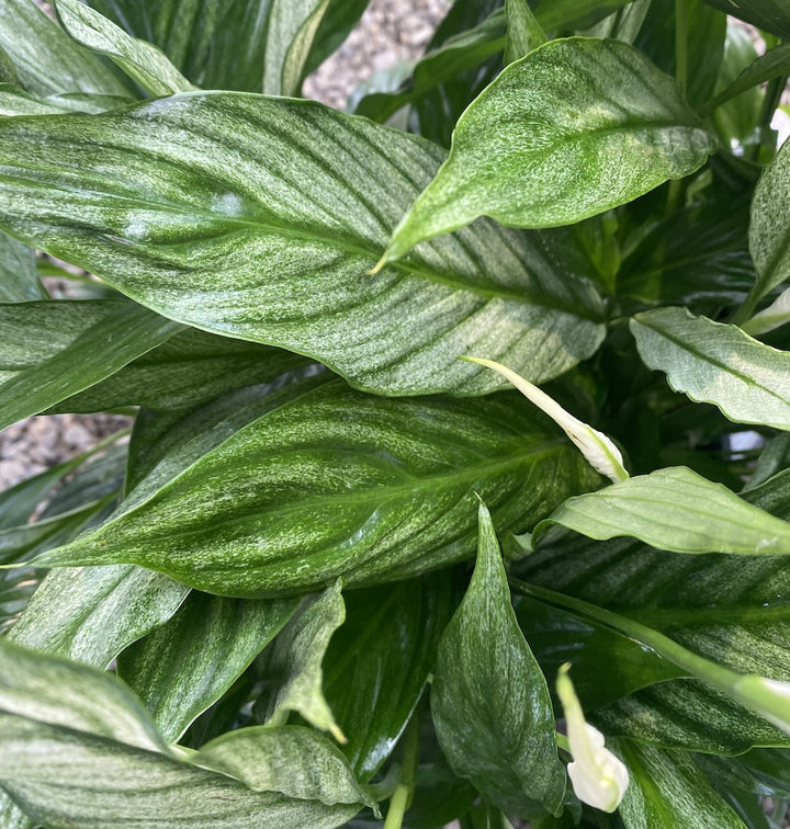 Spathiphyllum 'Silver Cupido' - frunze variegate!