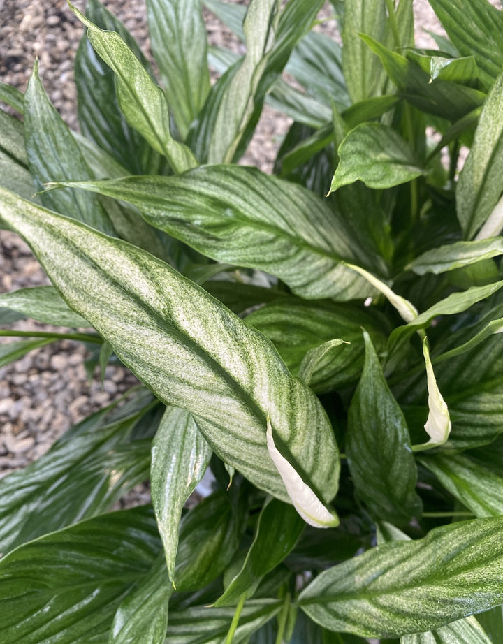 Spathiphyllum 'Silver Cupido' - frunze variegate!