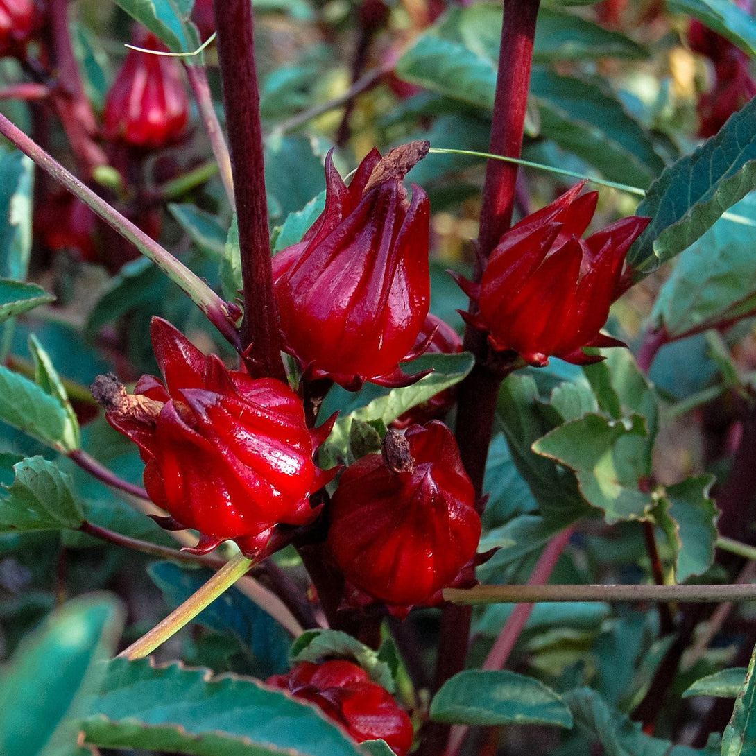 Hibiscus Sabdariffa 'Tea Plant'