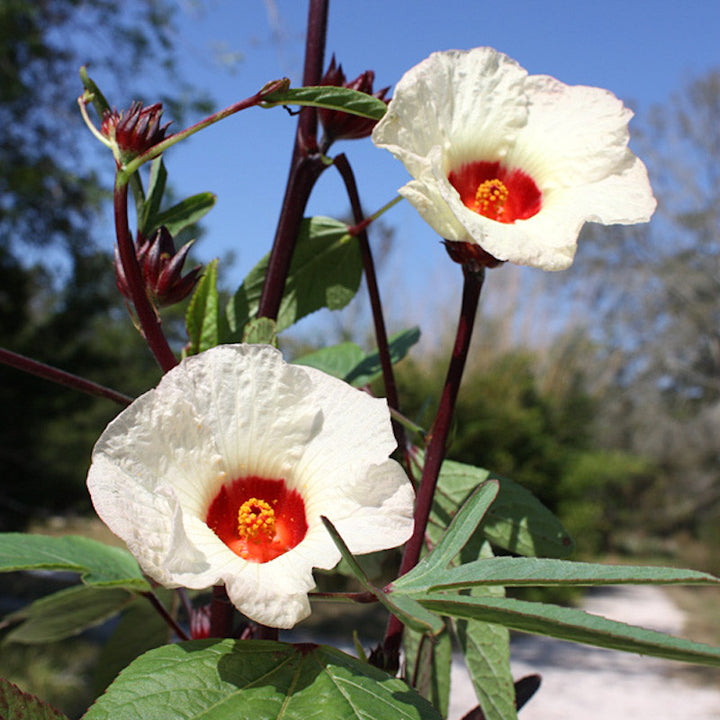 Hibiscus Sabdariffa 'Tea Plant'