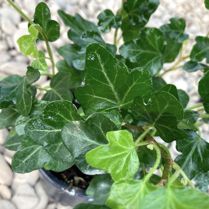 Hedera helix 'Green Ripple', disponbila online, pret atractiv