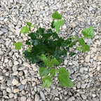 Hedera helix 'Green Ripple', disponbila online, pret atractiv