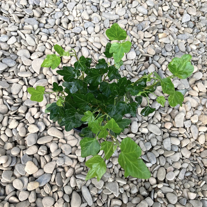 Hedera helix 'Green Ripple', disponbila online, pret atractiv