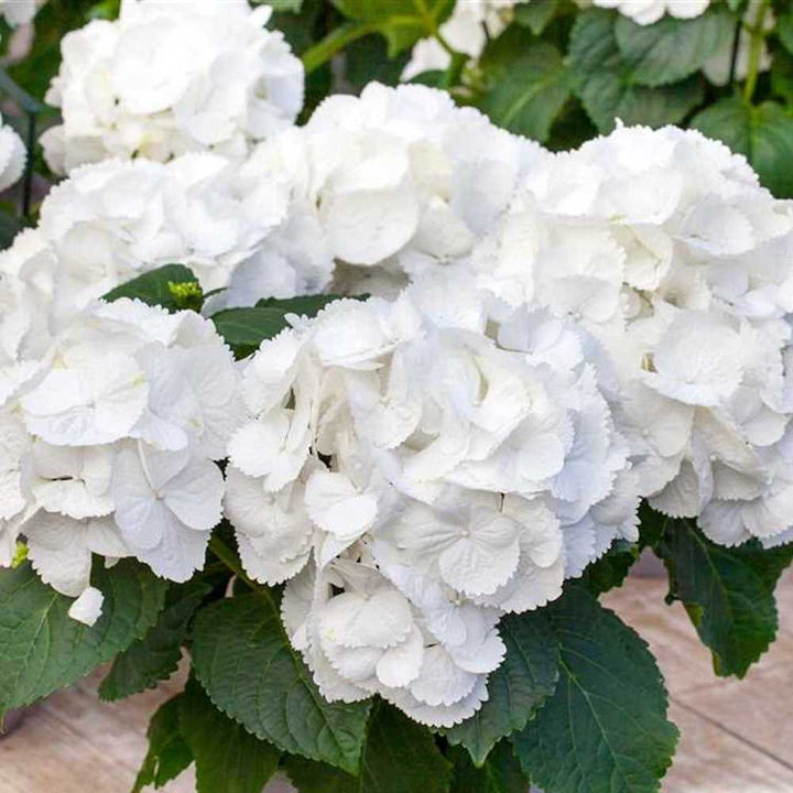 Hydrangea macrophylla 'Schneeball' (hortensie de gradina)