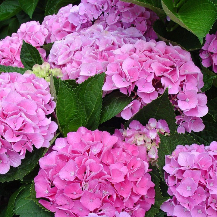 Hydrangea macrophylla 'Big Pink' (hortensie de gradina)