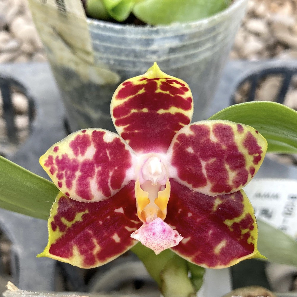 Phalaenopsis Hannover Passion parfumata