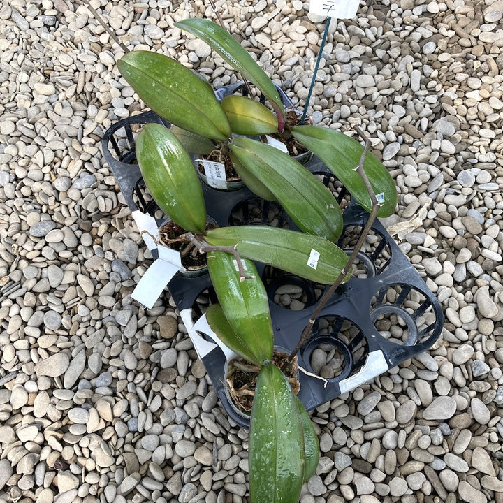 Phalaenopsis Miki Black Fairy '88'