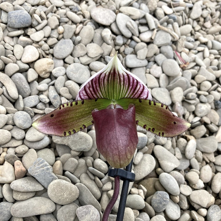 Paphiopedilum Maudiae Coloratum (hybrids)