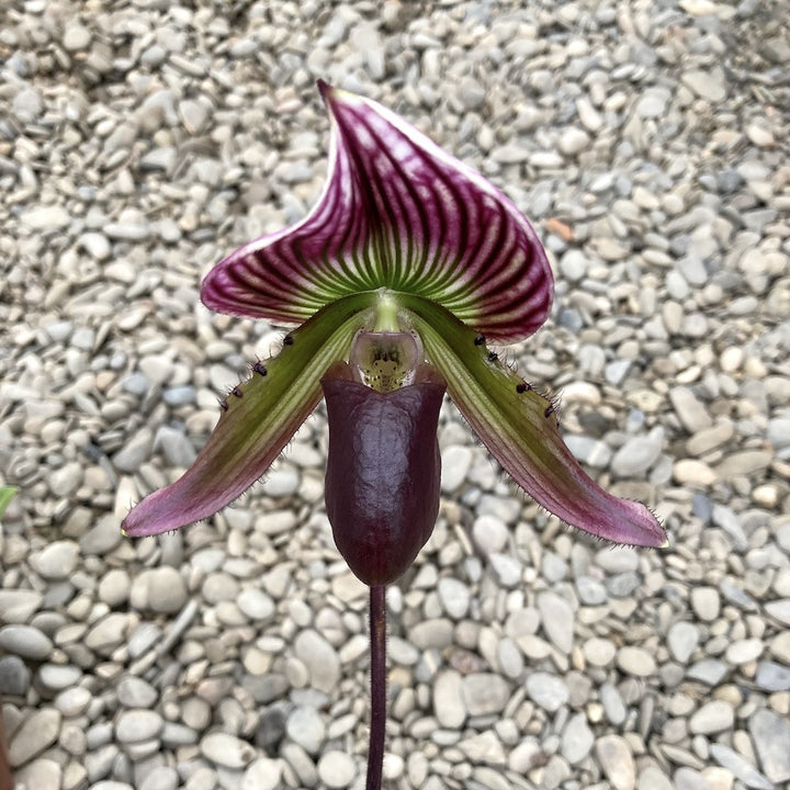 Paphiopedilum Maudiae Coloratum (hybrids)