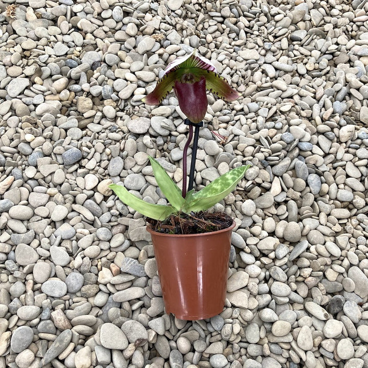 Paphiopedilum Maudiae Coloratum (hybrids)