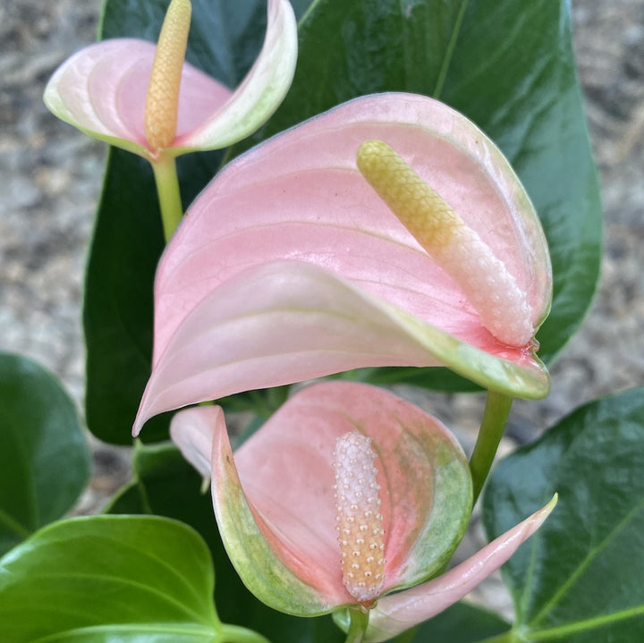 Anthurium Joli