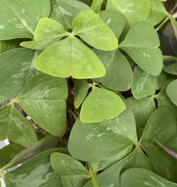 Oxalis triangularis 'Fanny' (trifoi)